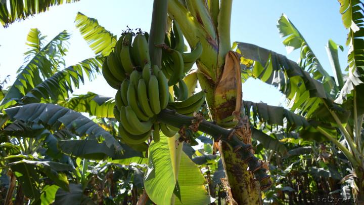 Банановий острів - дивовижна краса на берегах Нілу!