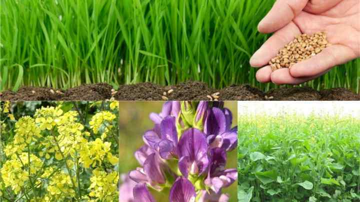 Сідерати: призначення, перелік рослин і вирощування