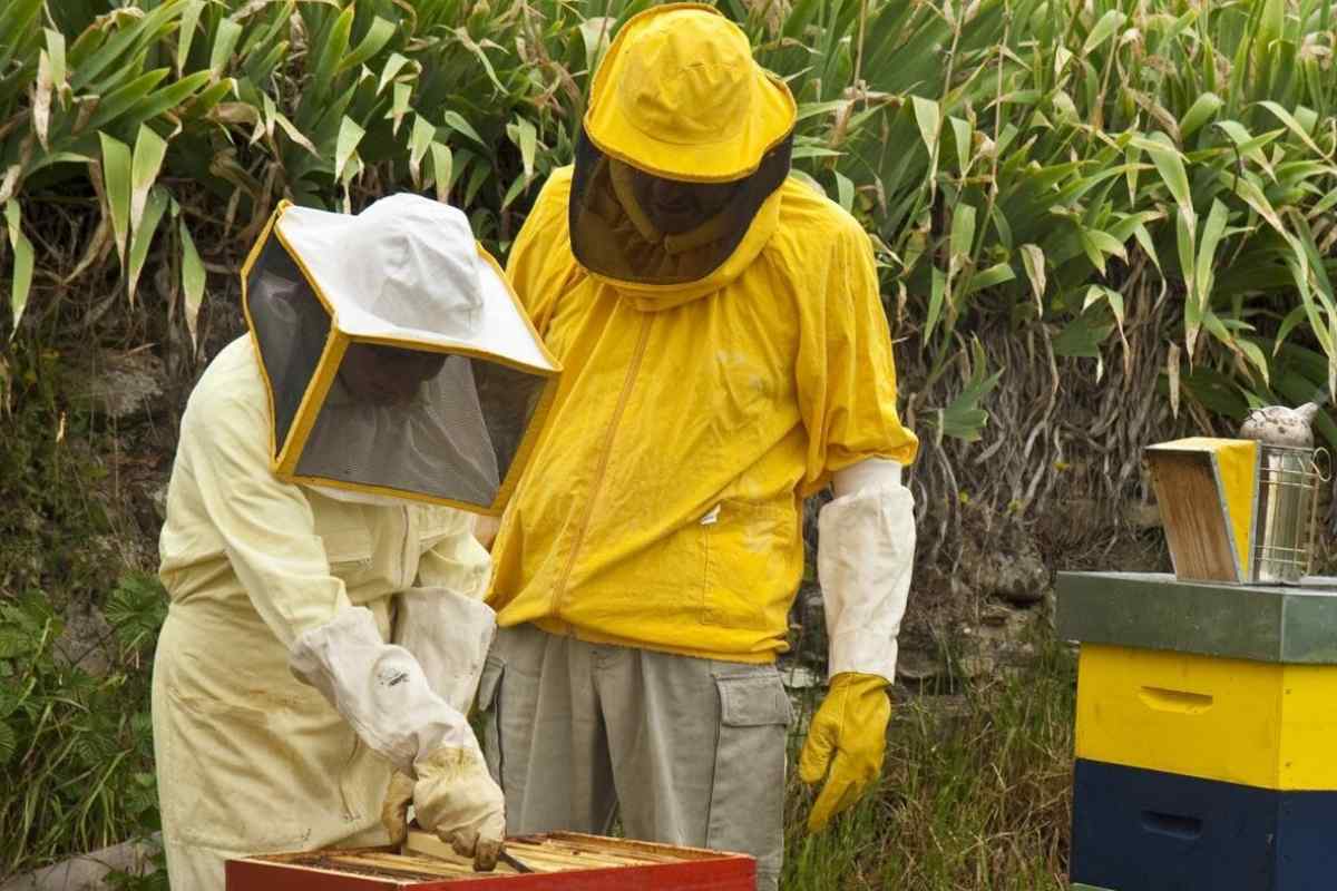 Пчеловодство для начинающих. Пасека пчел. Улей для начинающего пчеловода. Пасечник пчеловод.
