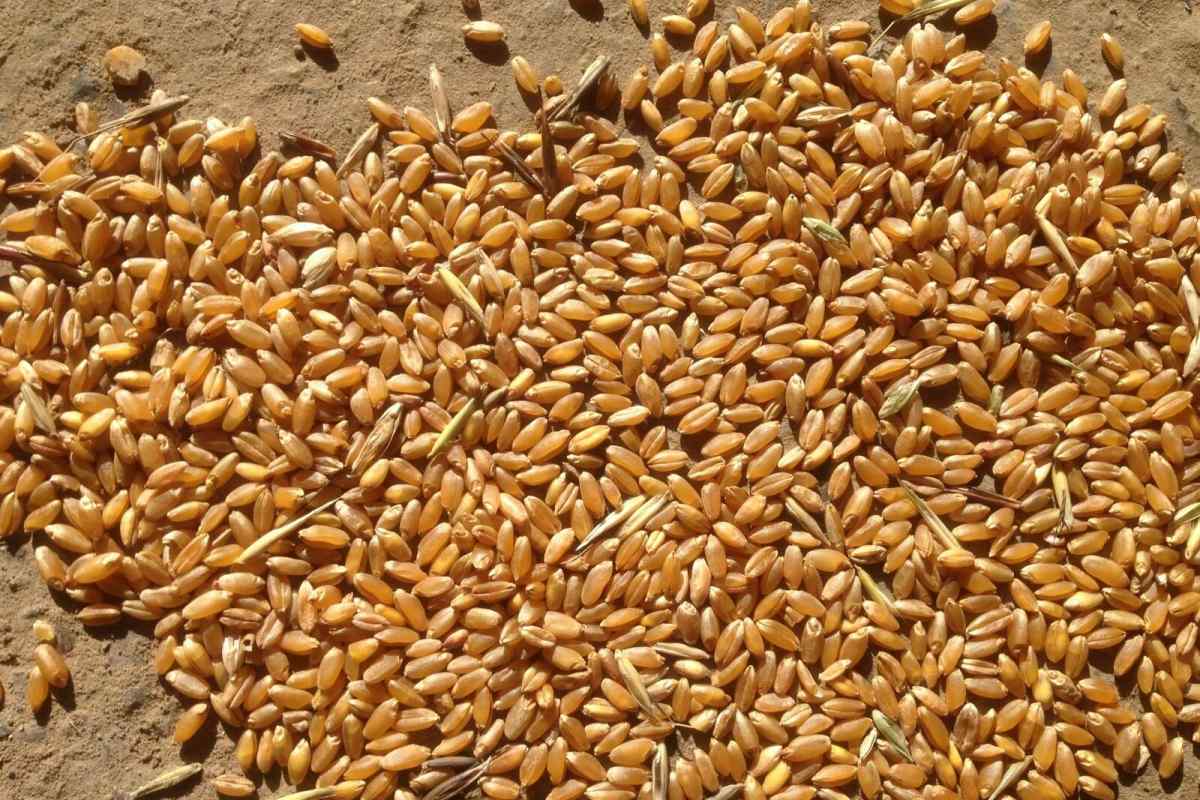 Як зберігати пшеницю