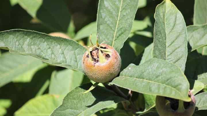 Мушмула кавказька - незвичайний фрукт