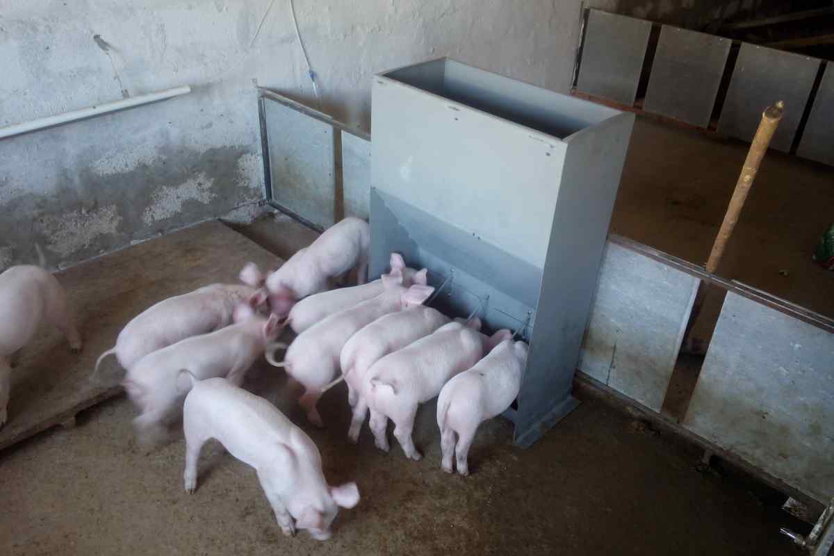 Як побудувати сарай для свиней