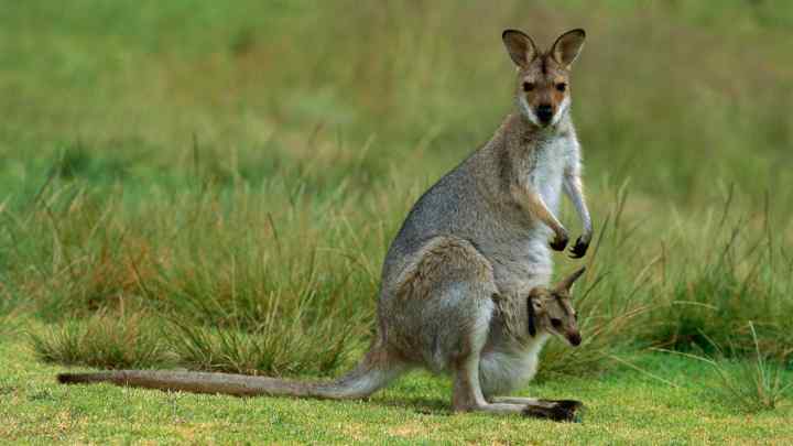 Чому в Австралії майже всі тварини сумчасті