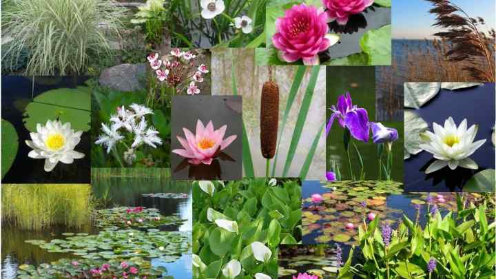 Екологічні групи рослин: характеристики, приклади