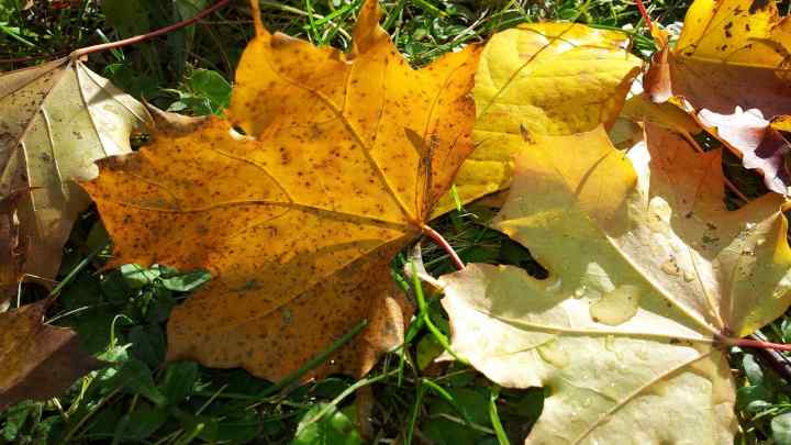 Чому жовтіють листя