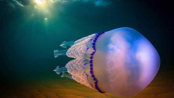 Що таке медузоноїд