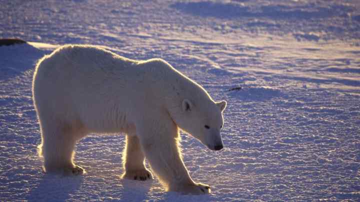 Які тварини в Арктиці