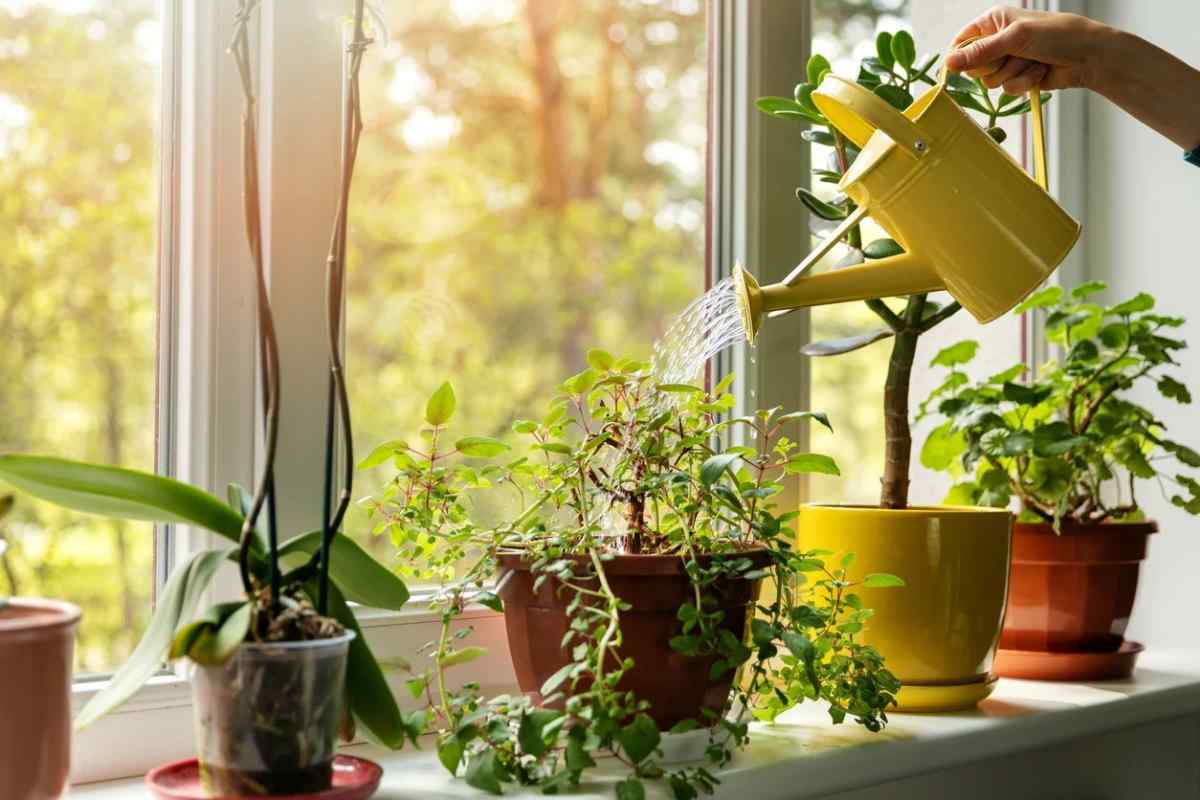 Які кімнатні рослини не потребують частого поливу