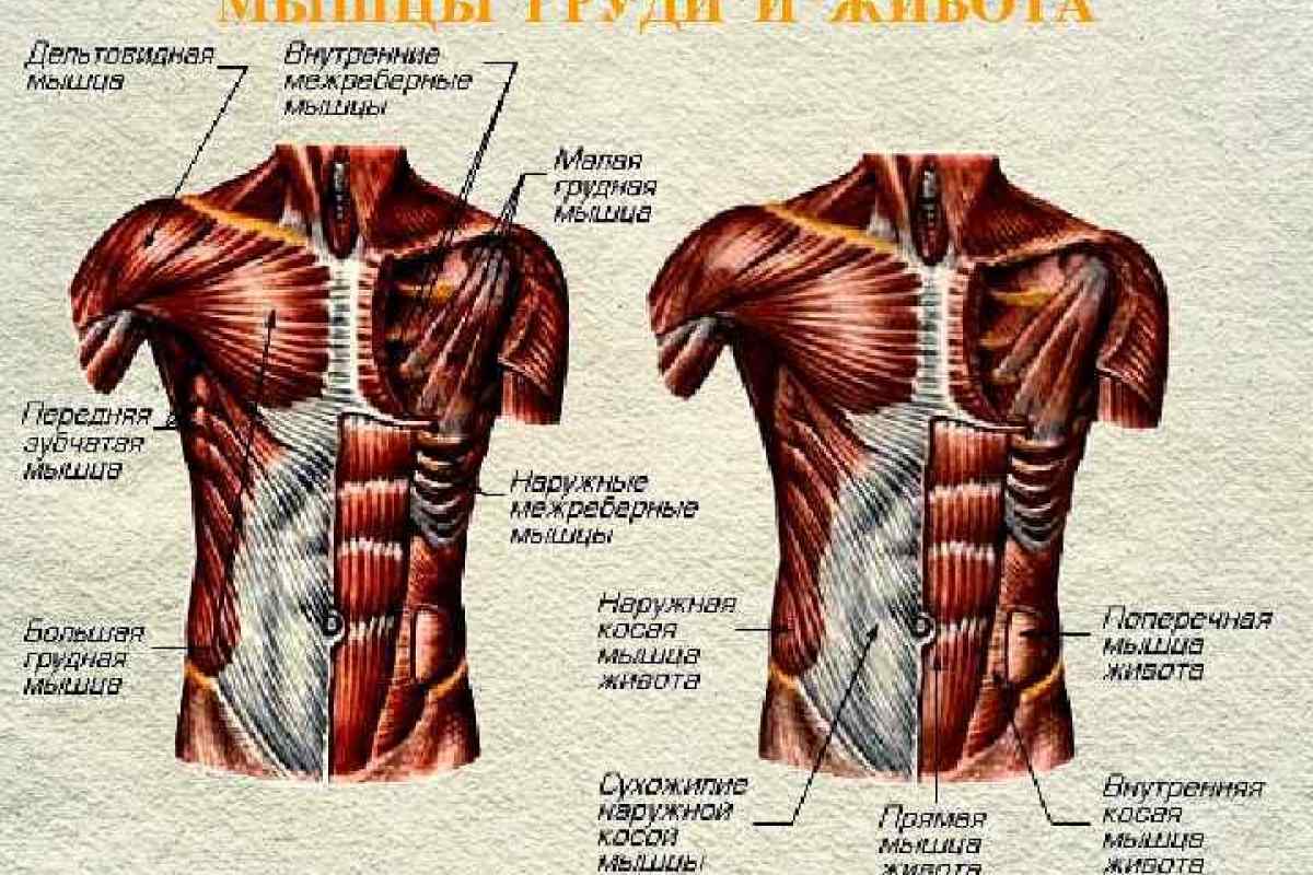 Як відновити м "язи