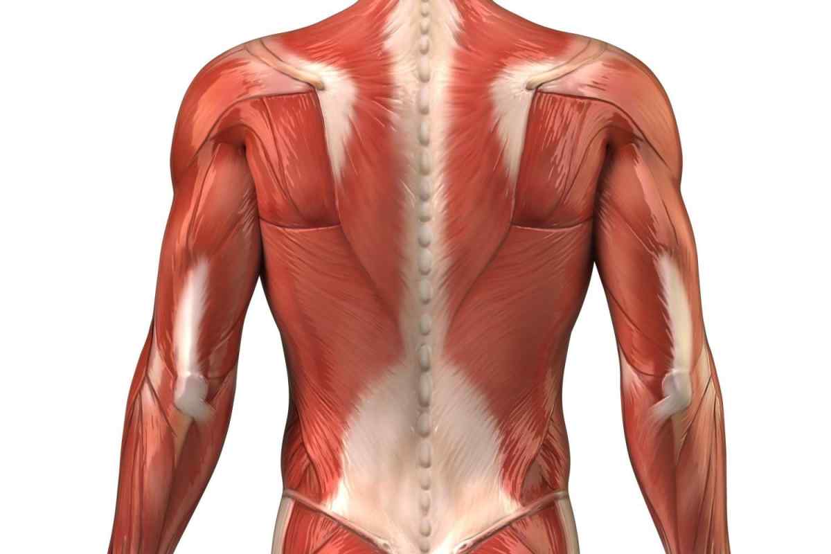 Як розтягнути м "язи спини