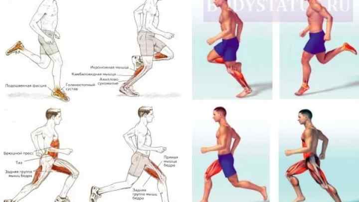 Як працюють м 'язи ніг при бігу