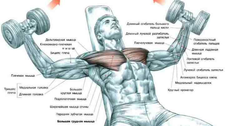 Як накачати дельтовидні м 'язи