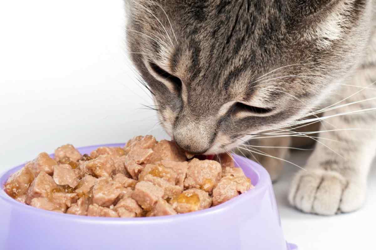 Чим годувати кішку