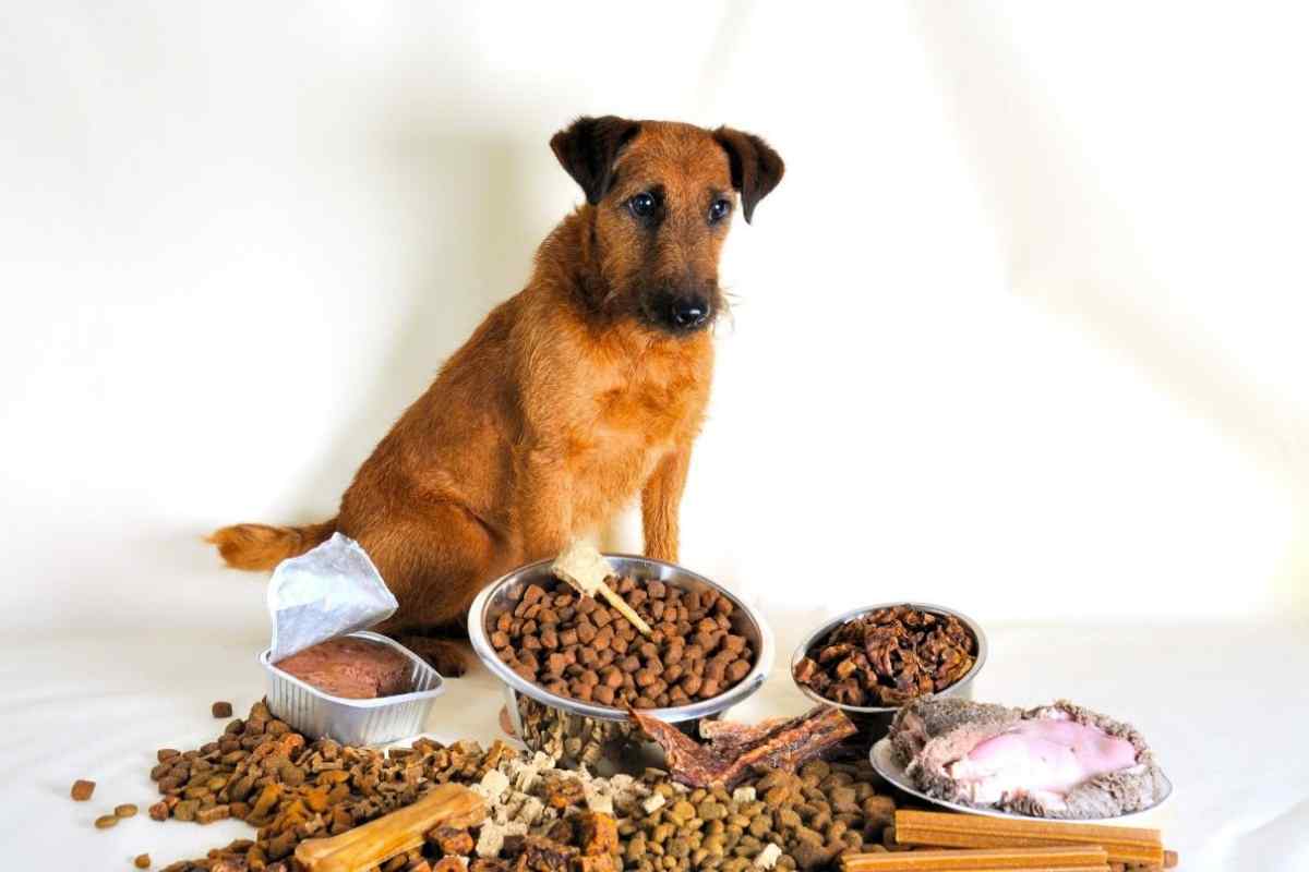Яким кормом годувати собаку