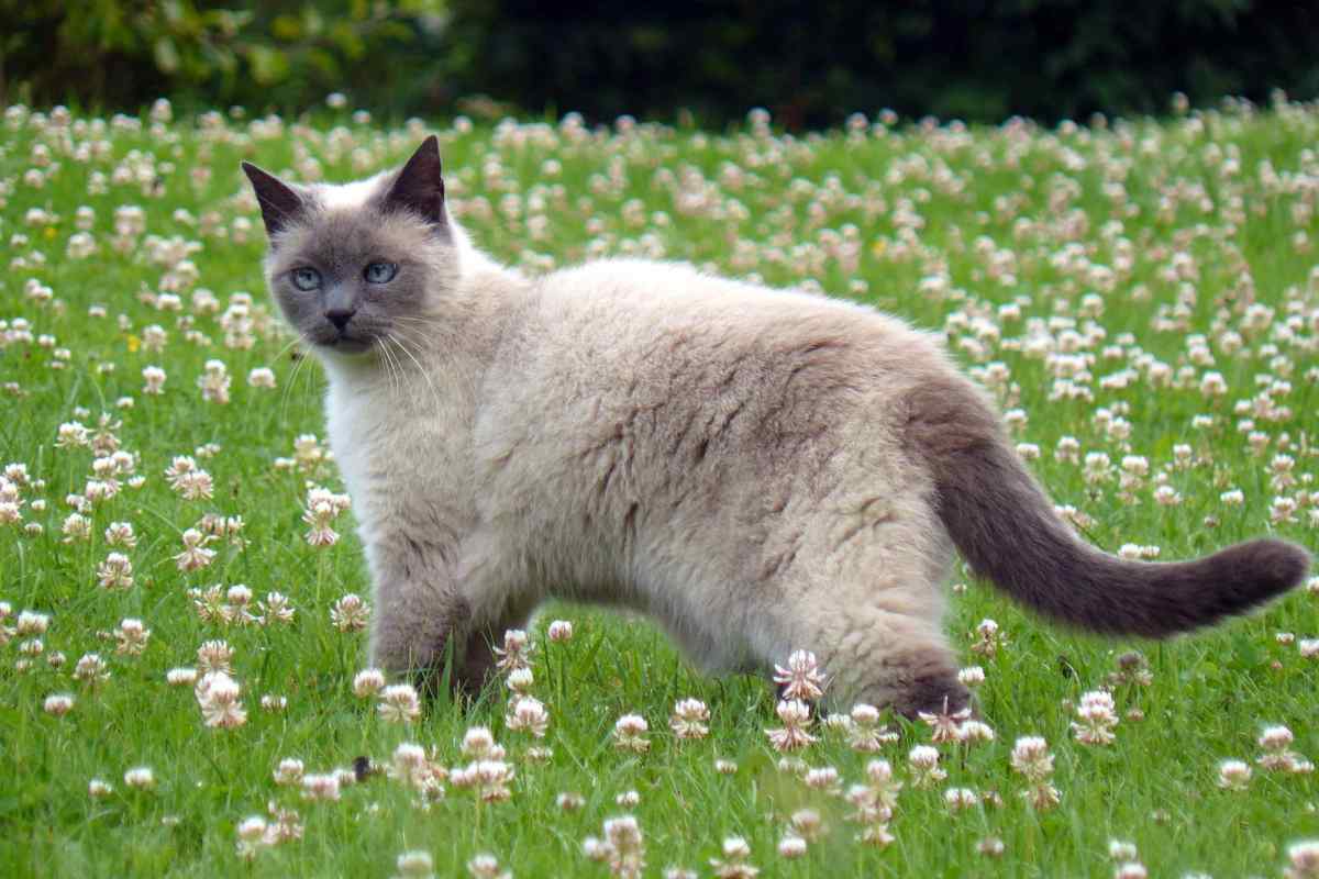 Яка трава потрібна кішкам