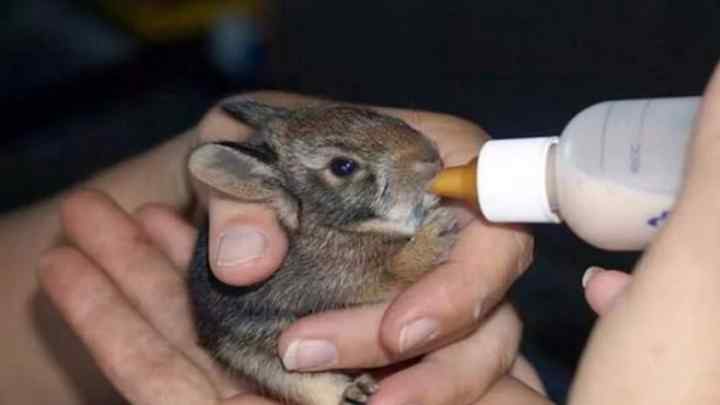 Як годувати крольчат