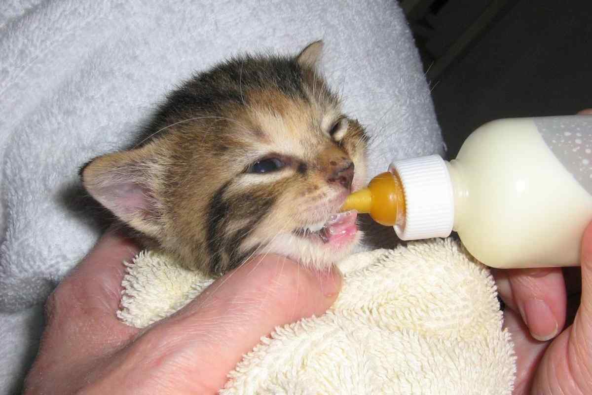 Чим годувати новонароджених кошенят