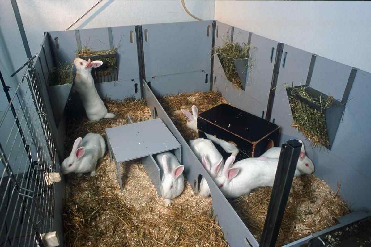 Як вигодувати кроликів