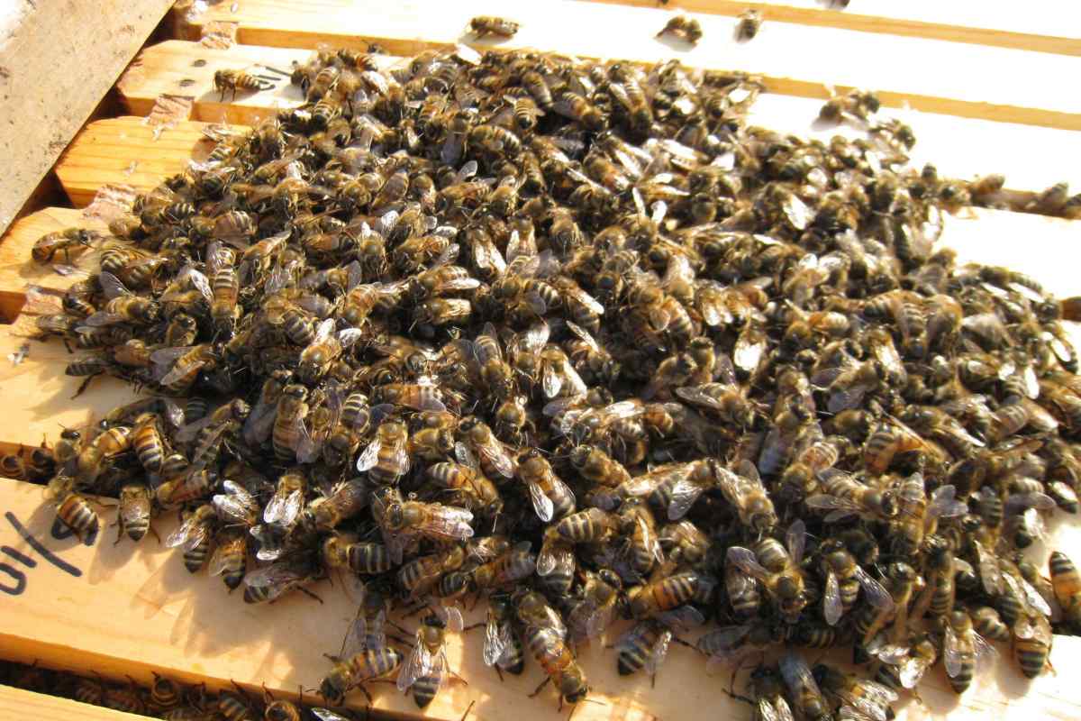 Як годувати бджіл взимку і чим