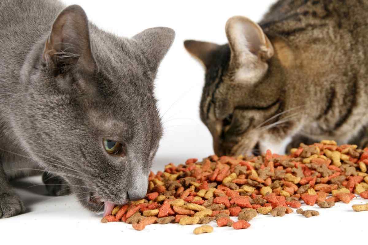 Як годувати перську кішку