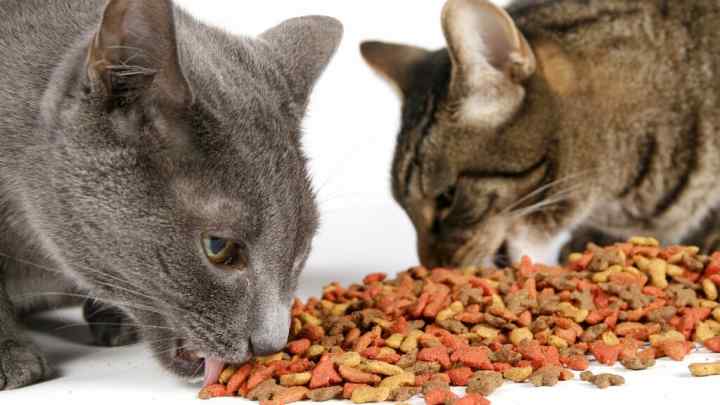 Як годувати перську кішку