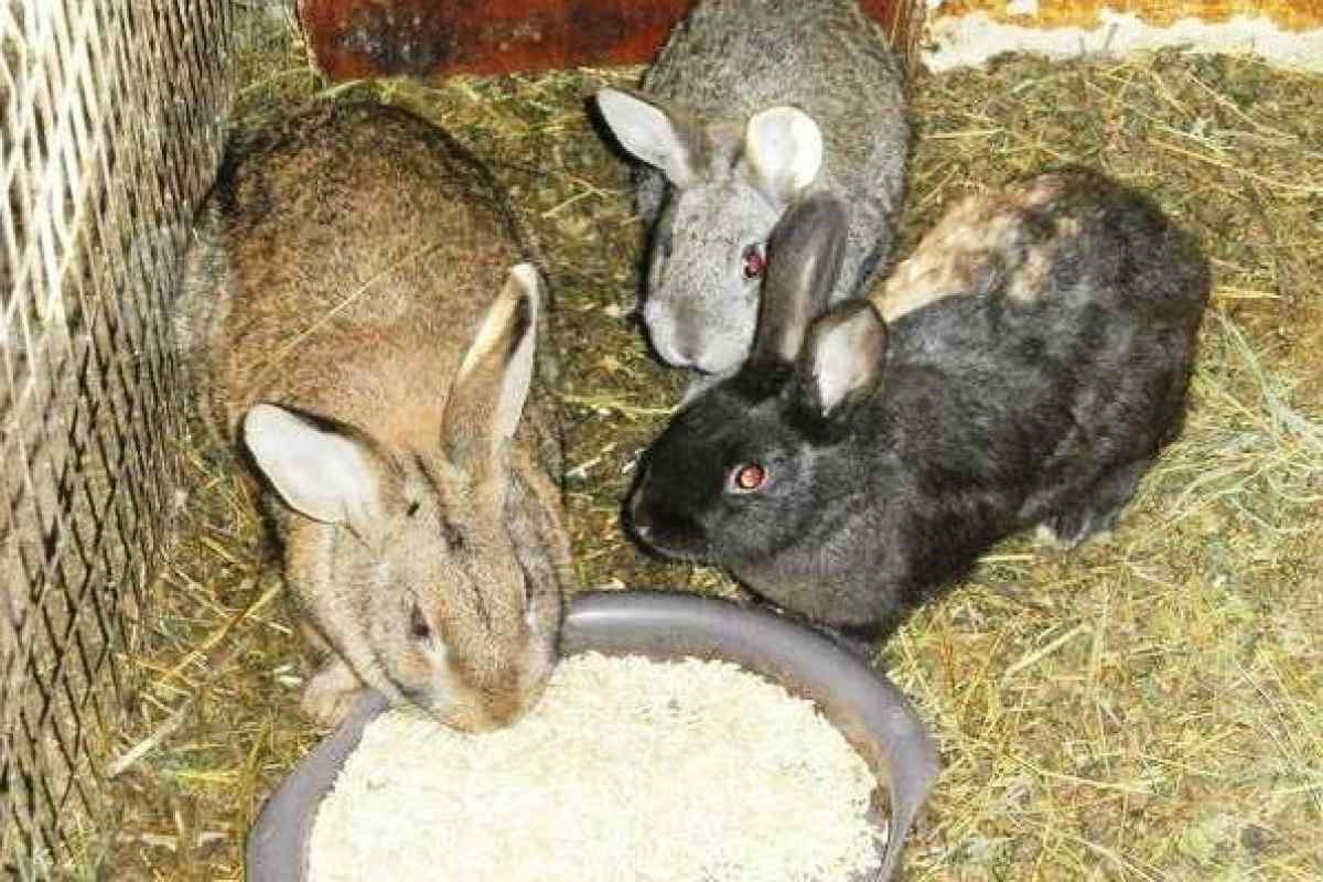 Як годувати кроликів взимку