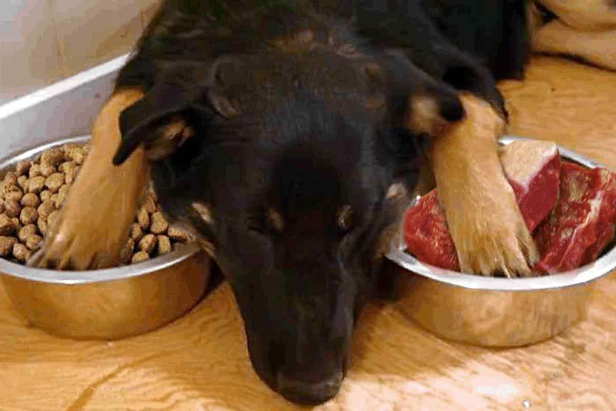 Чим не можна годувати собак