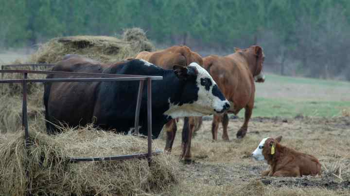 Як годувати биків
