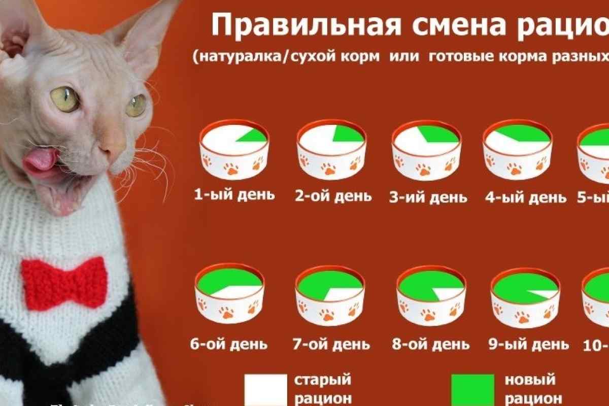 Сколько нужно кормить кошку раз в день