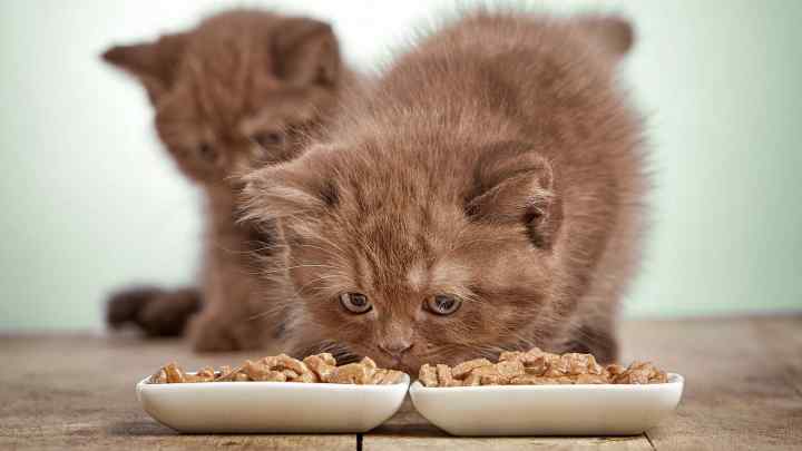 Чим годувати кошенят: сухий корм чи їжа зі столу?