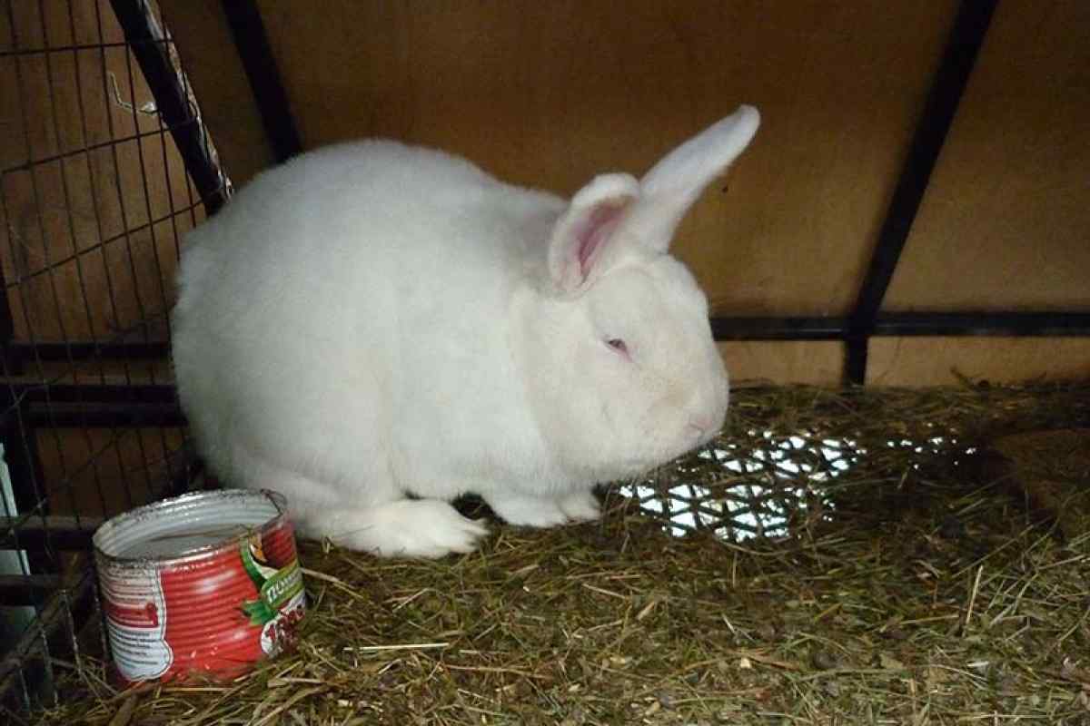 Як годувати кроликів