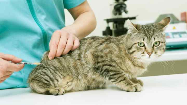 Чим годувати кота з хворим шлунком