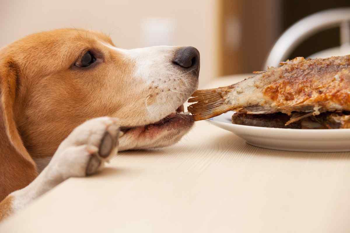 Що їдять собаки