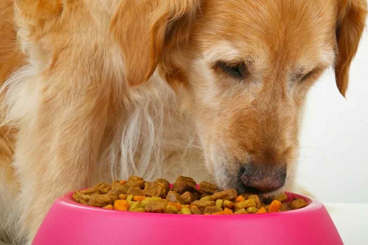 Як годувати собаку