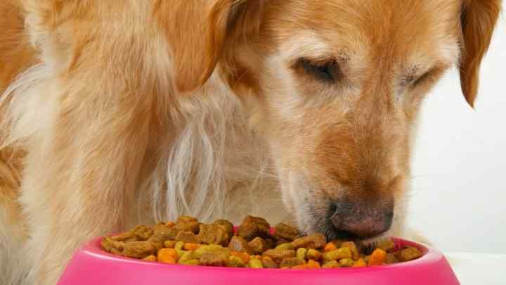 Як годувати собаку