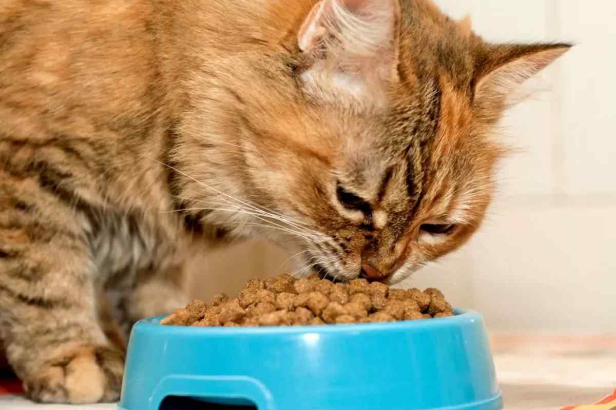Як привчити кота є сухий корм