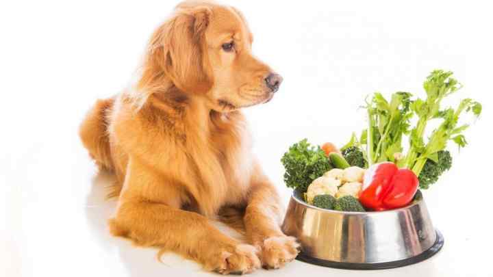 Чи можна годувати собак звичайною їжею