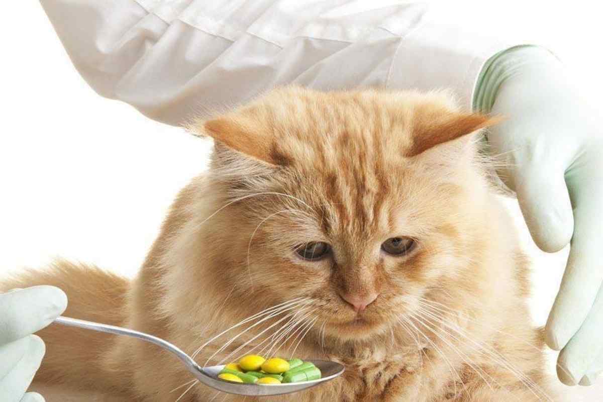Чим годувати кішку після операції