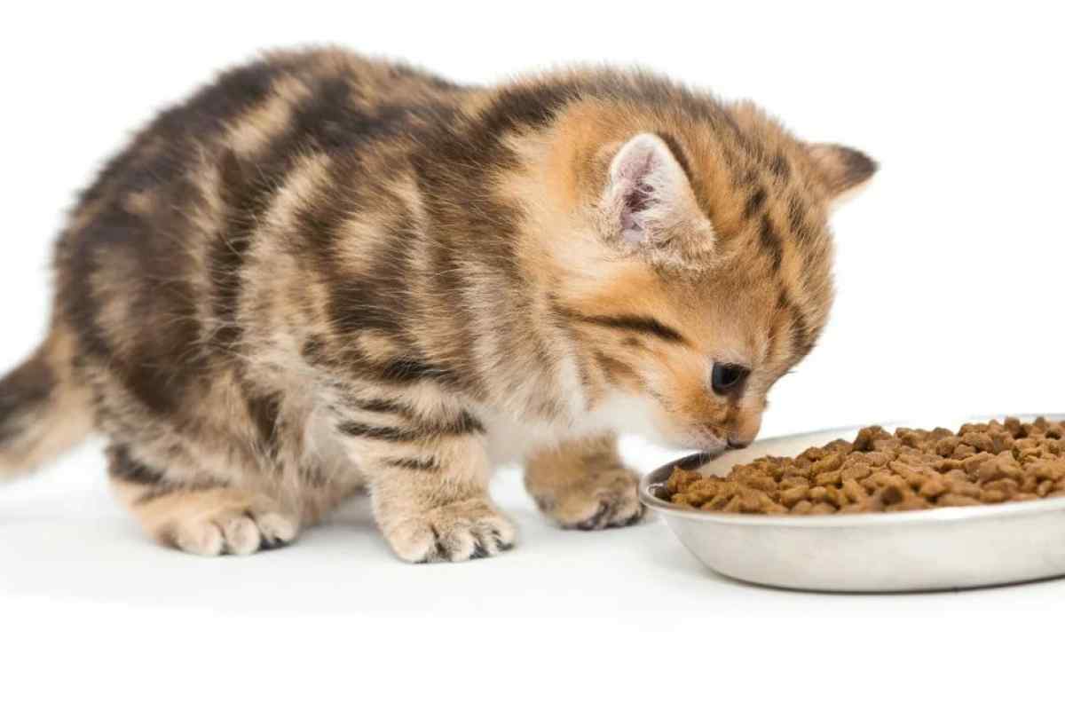 Як зберігати котячий корм