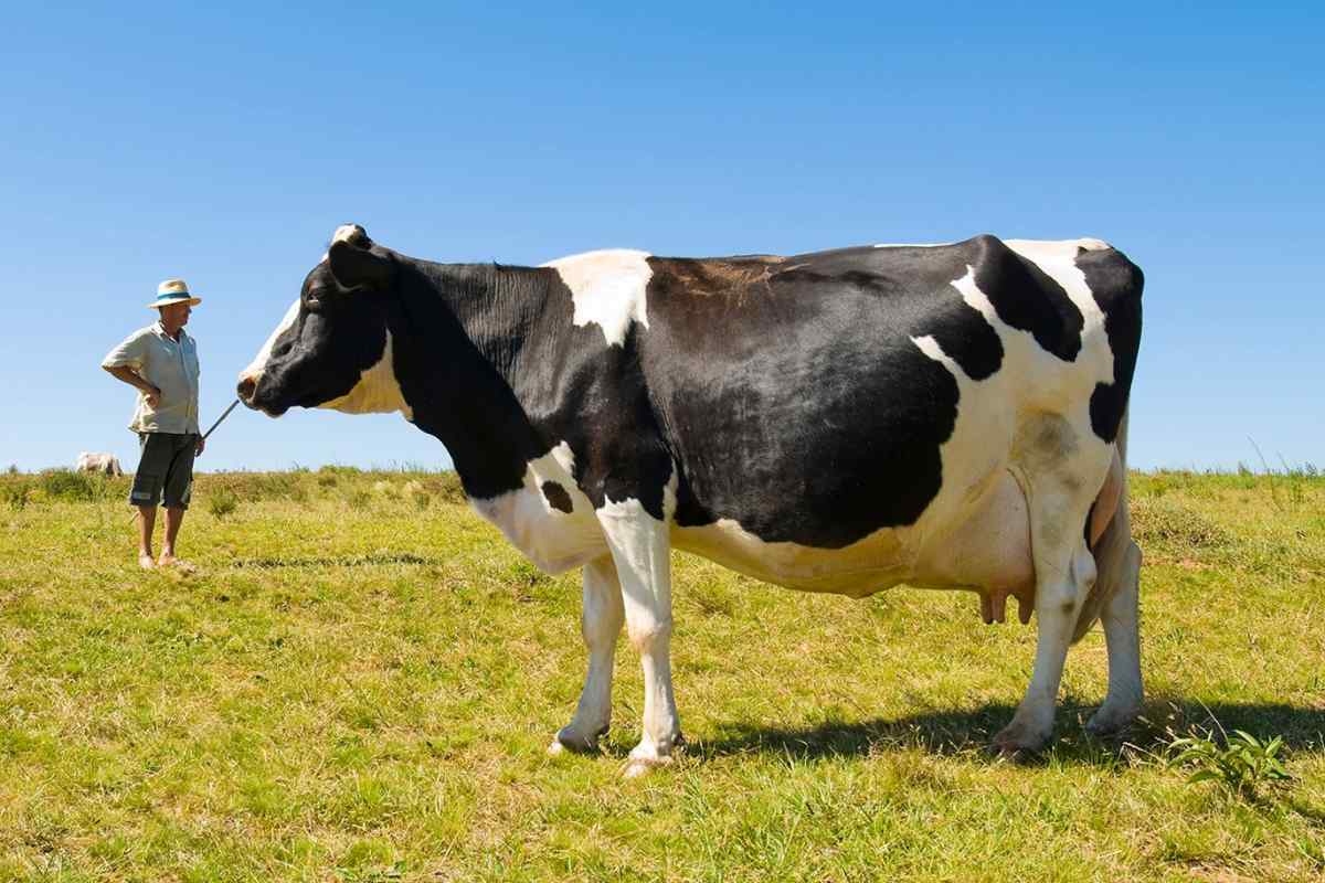 Як годувати вагітних корів
