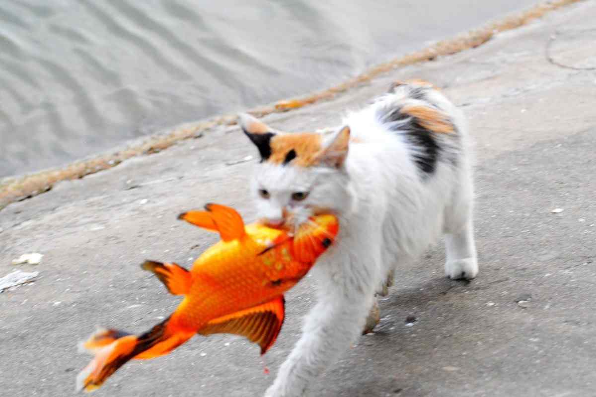 Чому кішкам не можна давати рибу