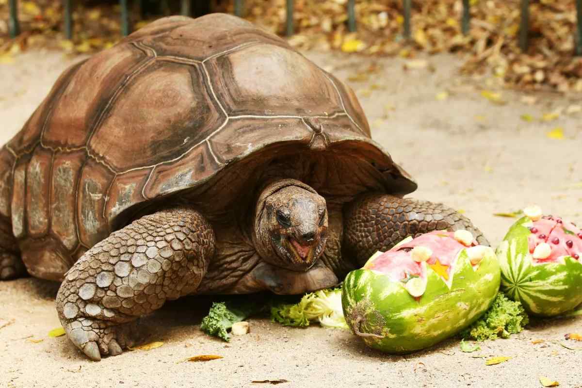 Що їдять черепахи
