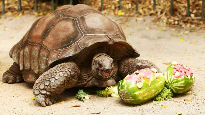 Що їдять черепахи