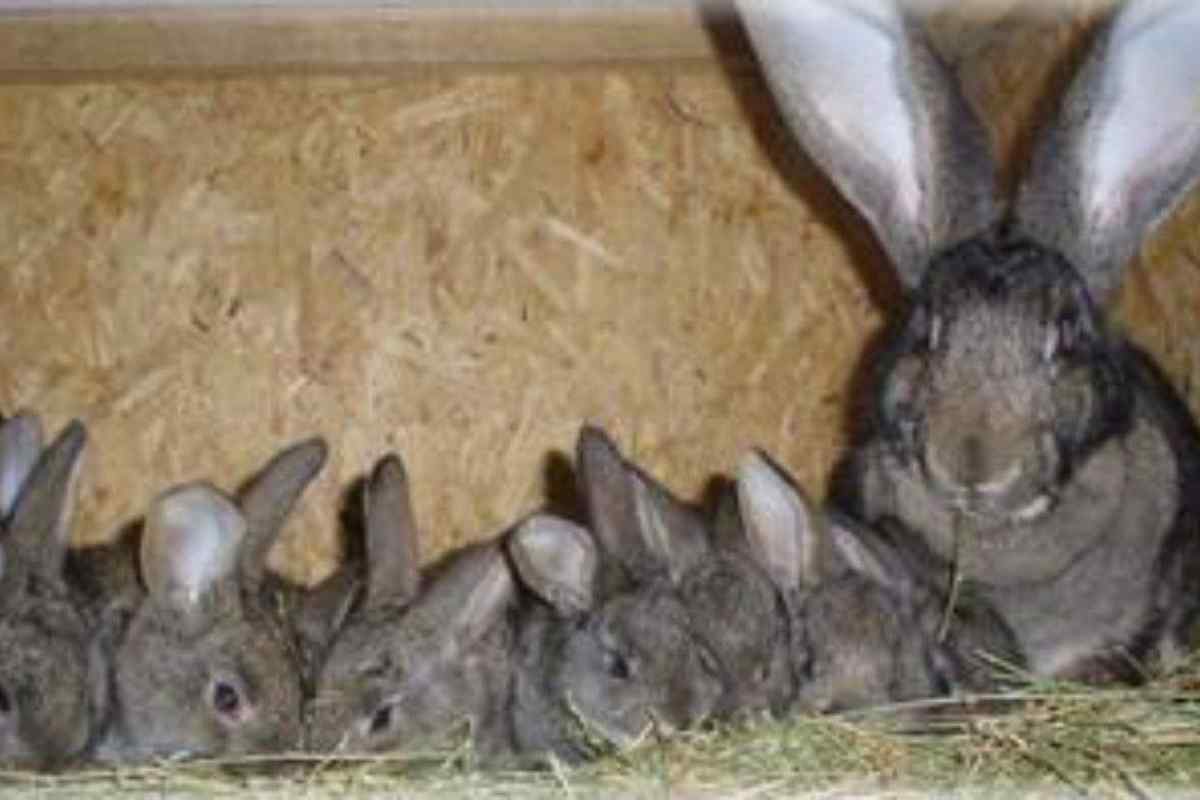 Як вигодувати крольчат