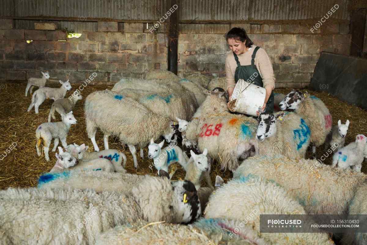 Як годувати овець