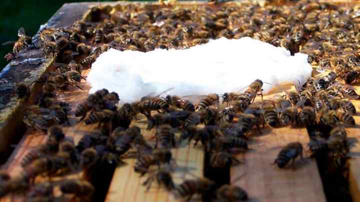 Як підгодувати бджіл взимку