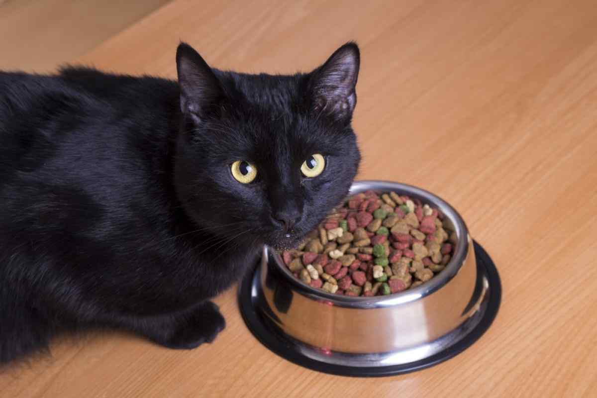 Як привчити кішку до домашньої їжі