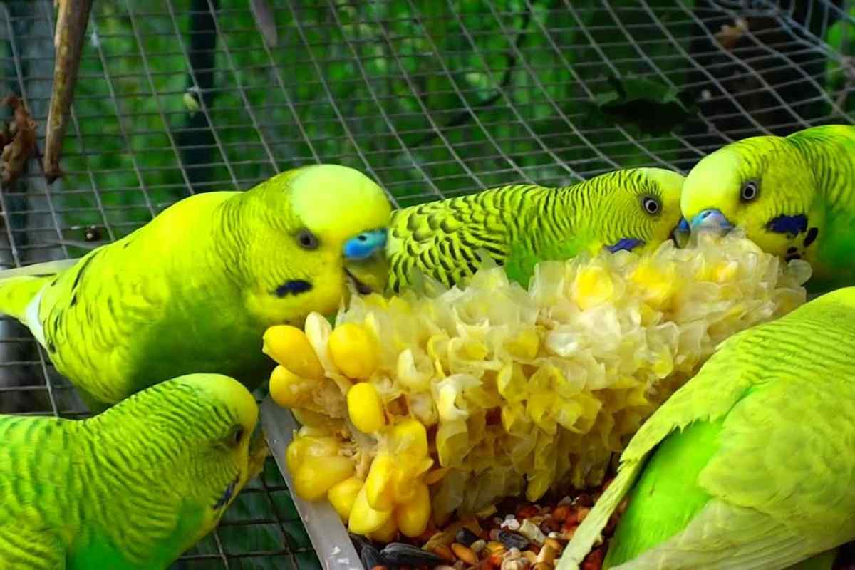 Яка улюблена їжа хвилястого папуги