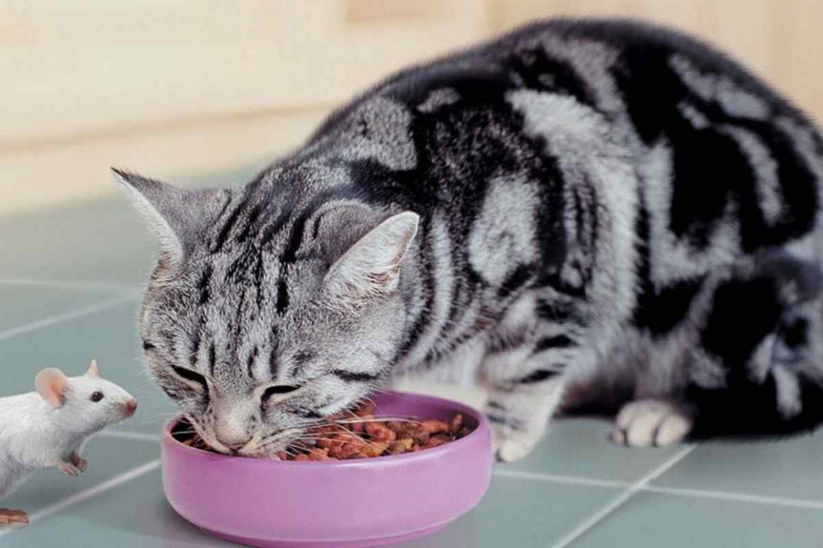 Чим найкраще годувати кішок