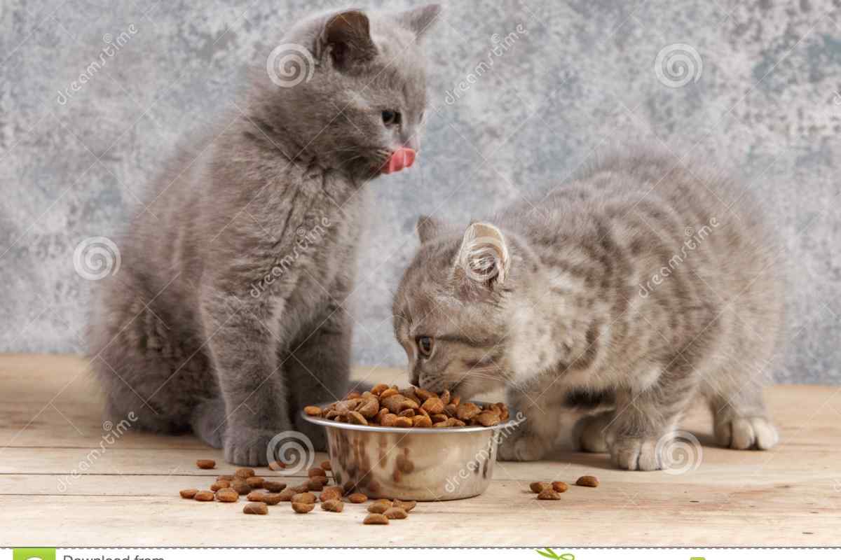 Чим можна годувати кішку